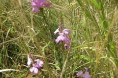 Herbs and grasses between trees