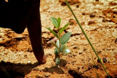 Young tree