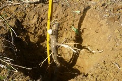 Measuring root 1