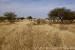 Grasslands even in dry season 1
