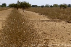 Grasslands even in dry season 2