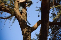 Boy in Acacia tree 2