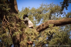 Boy in Acacia tree searching for good seed
