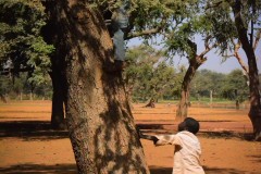 Boys climbing in Acacia tree to search for seeds