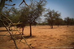 Spotting trees of the Sahel