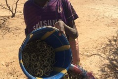 Harvest of seed Acacia Senegal in Areel 1