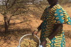 Harvest of seed Acacia Senegal in Baliata 3